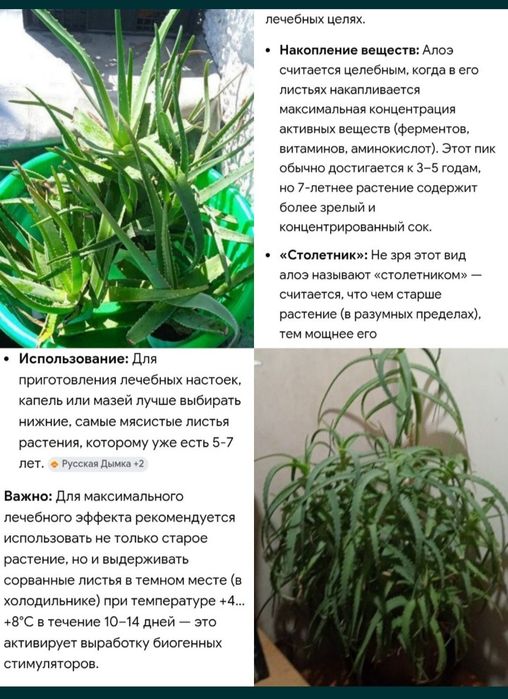 Алоэ Вера семилетний