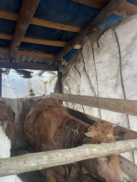 Vand jurinca  de 1 an