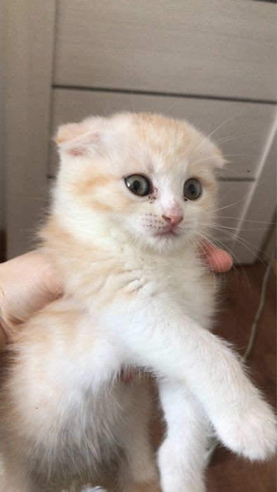 Кошка Шатланский