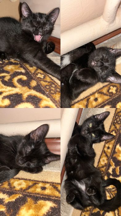 Отдам котенка в добрые руки.