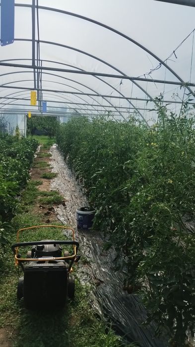 Solarii ieftine de calitate Ungaria