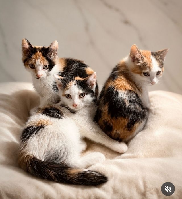 Котята с документами ищут дом