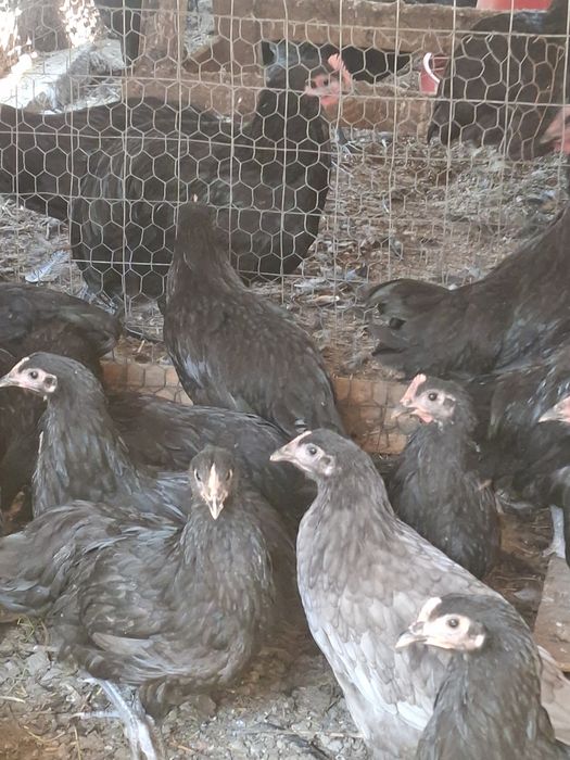Gaini australorp
