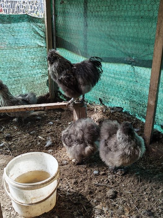 Mătase japoneză gri 4+1