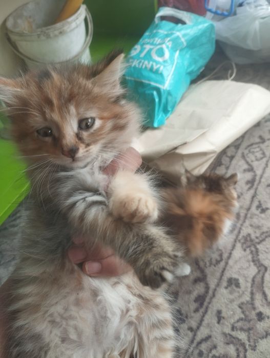 Отдам котят в хорошие руки