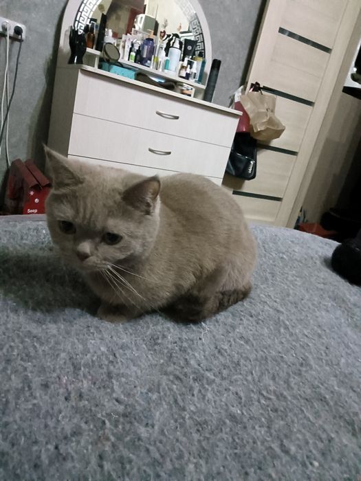 Отдам даром кошечку