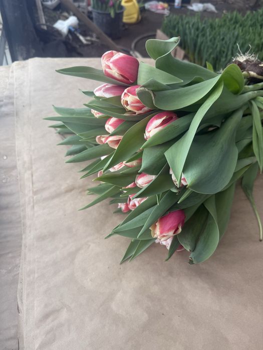Тюльпаны оптом и в розницу