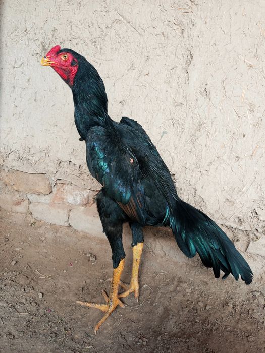 O shamo + koreya noyabr