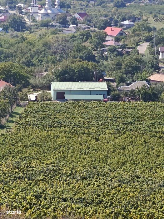 Podgorie cu hala Cotnari - Dealul Catalina