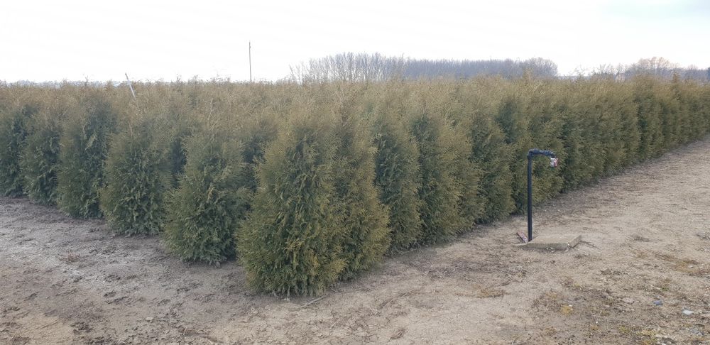 Tuia de mai multe dimensiuni ideală pentru un gard foarte frumos