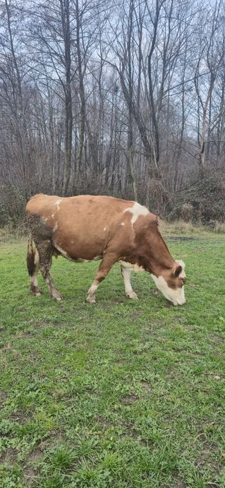 Vaca Baltată romaneasca de 7 ani, gestanta 7.5 luni.