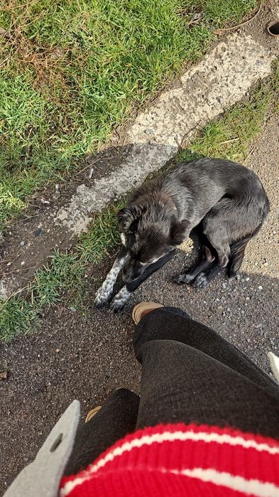 собака мальчик ищет дом и хозяина