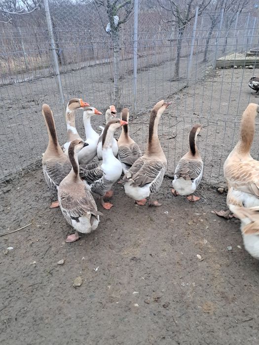 Gâște rate și cocosi de vânzare