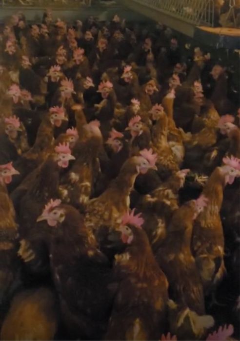 Vand gaini rosi ouatoare