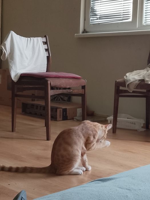 Подарявам мъжка котка