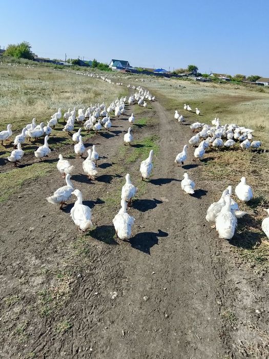 Продам уток живыми
