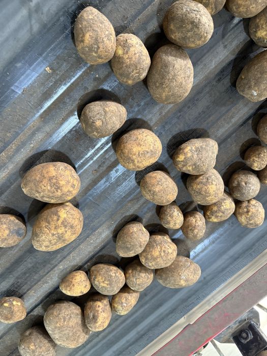 Картофель гала 150 тенге отпом