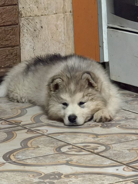 Готов к раннему бронированию щенок Аляскинского маламута