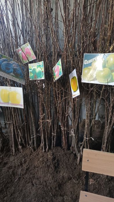 Көшет жемыс агаштары