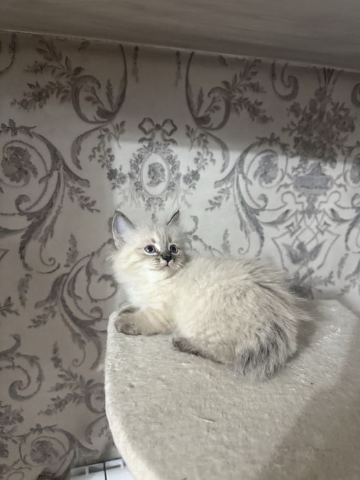 Котенок девочка 1,5 месяцев сиамская