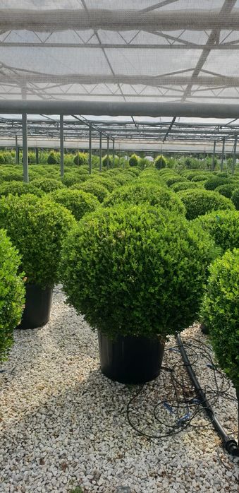 Maslini, palmieri, yucca, cactus, cycas, trachycarpus fortunei.