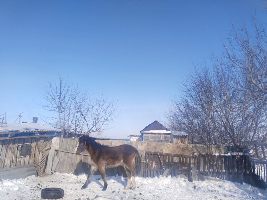 Продаётся тай (молодая лошадь).