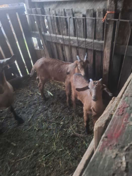 Iezi masculi de vânzare