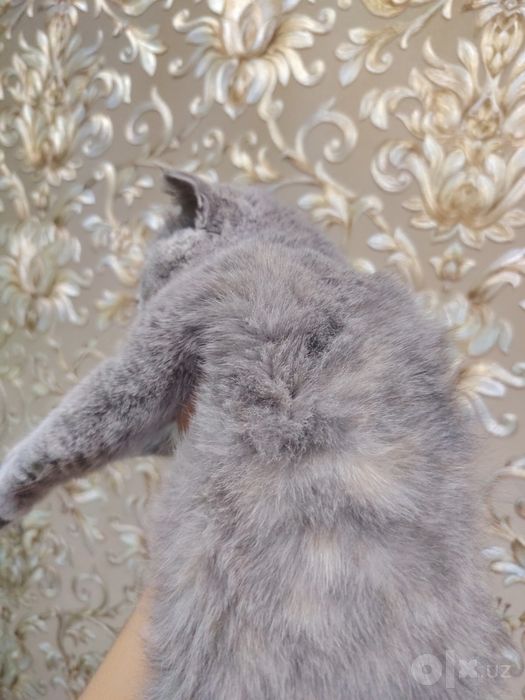 Шотландская вислоухая кошка