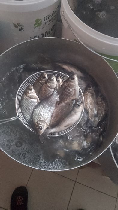 Живец Малёк караси