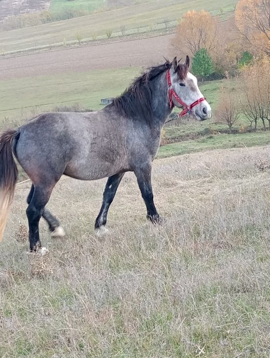 Mânz de vanzare 3 ani