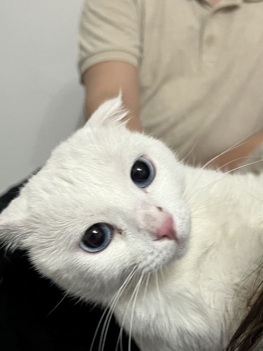 Вислоуха кот 18.000 тг