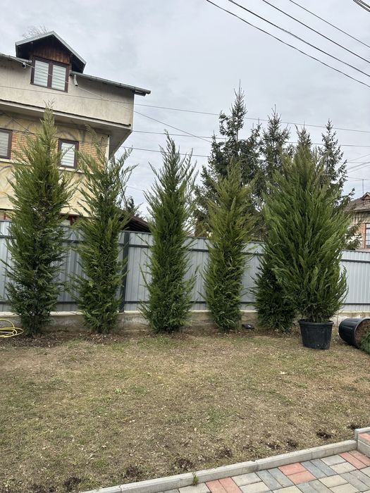 Leylandii la ghiveci