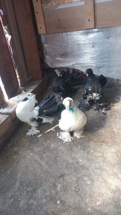 Porumbei siberieni