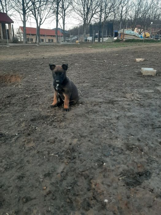 Femela ciobanesc belgian malinois