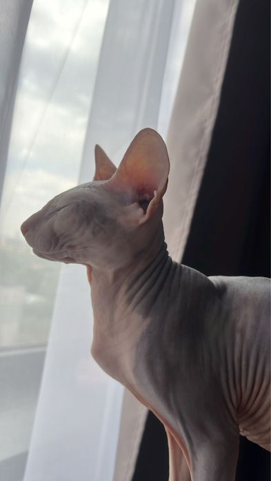 Вязка кошки ПЕТЕРБОЛД сфинкс