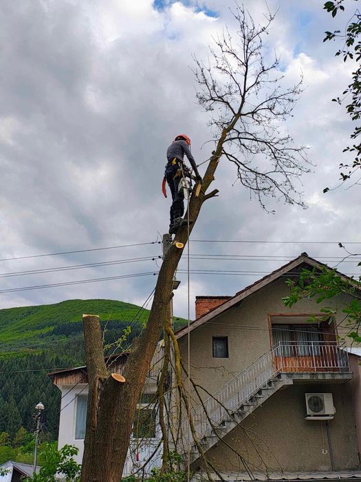 Рязане на опасни дървета в половин България / Арборист / Arborist /