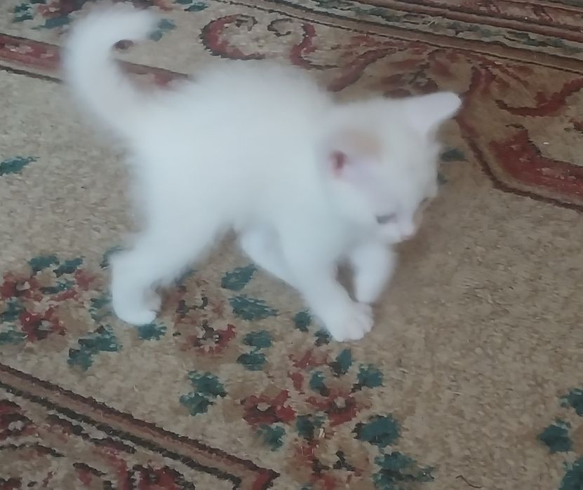 Котята в добрые руки.