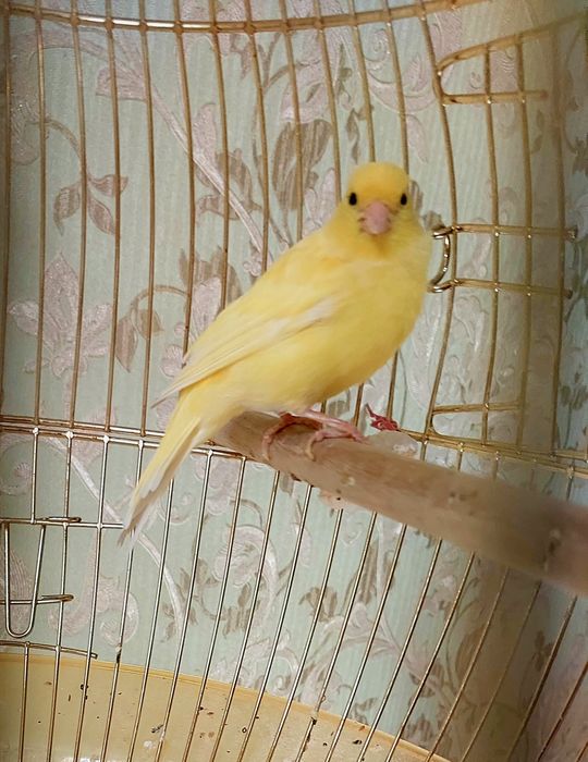 Канарейка сотилади