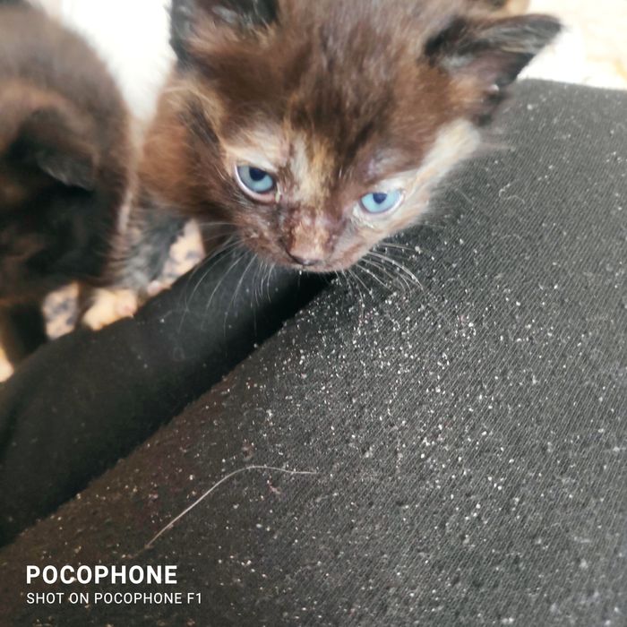 Продам котят прямоухих