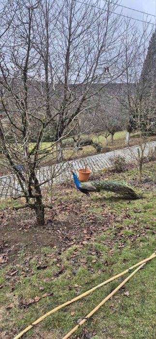 Продавам Пауни индийски