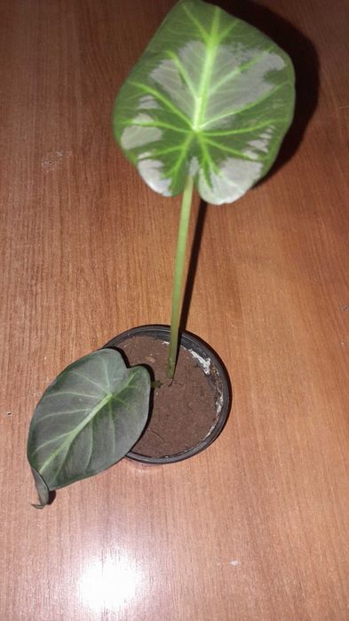 Алоказия, обмен на другие комнатные цветы.