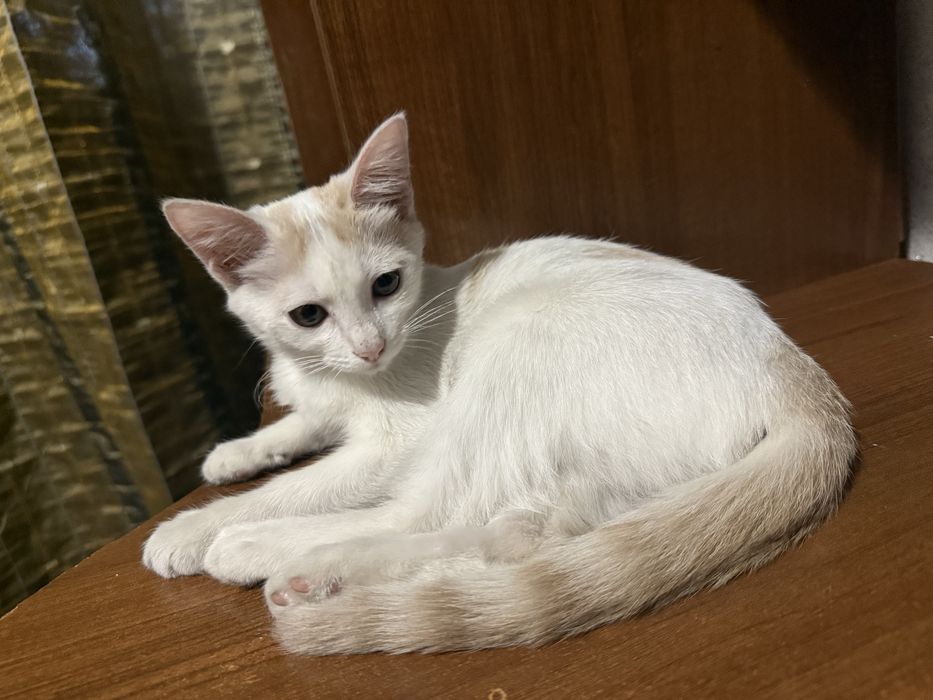 Котенок бесплатно, домашний
