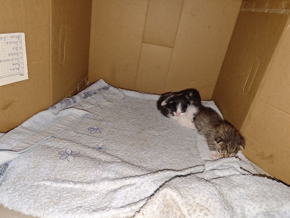 Кошка в хорошые руки с котятами