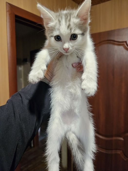 Отдам котят в хорошие руки.