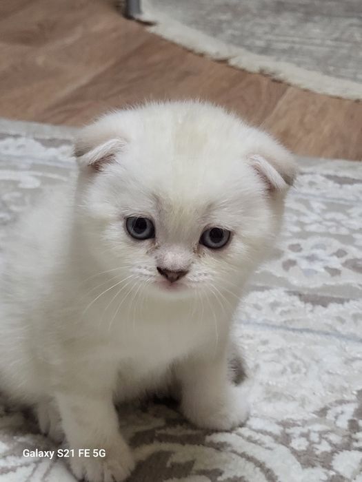 Вислоухая шотландская