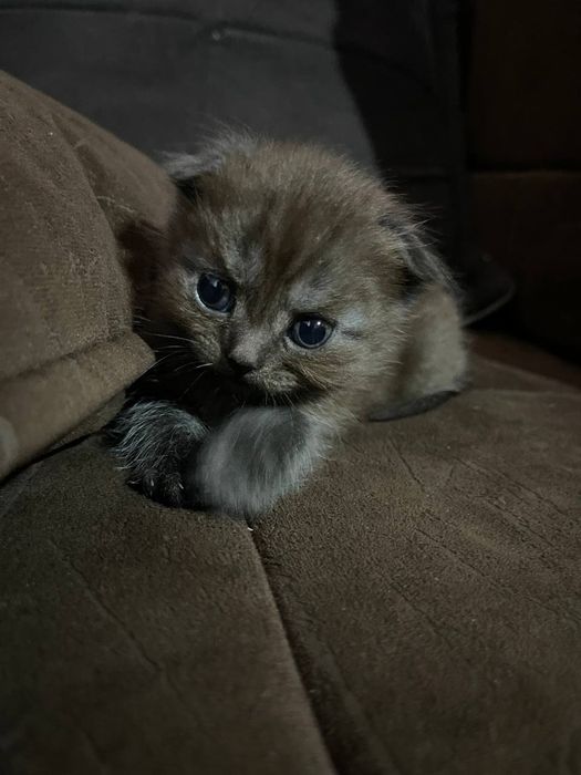 Котят, продали мушуклар