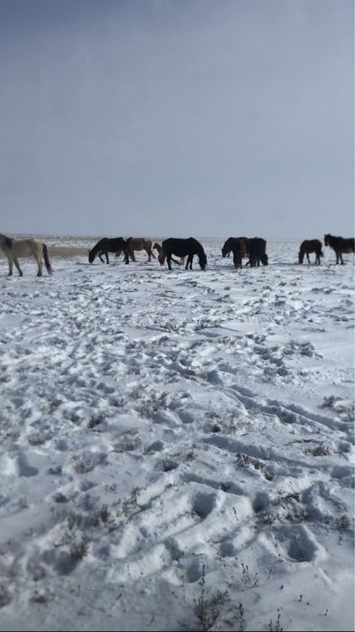 Табун и Айгир Кушум