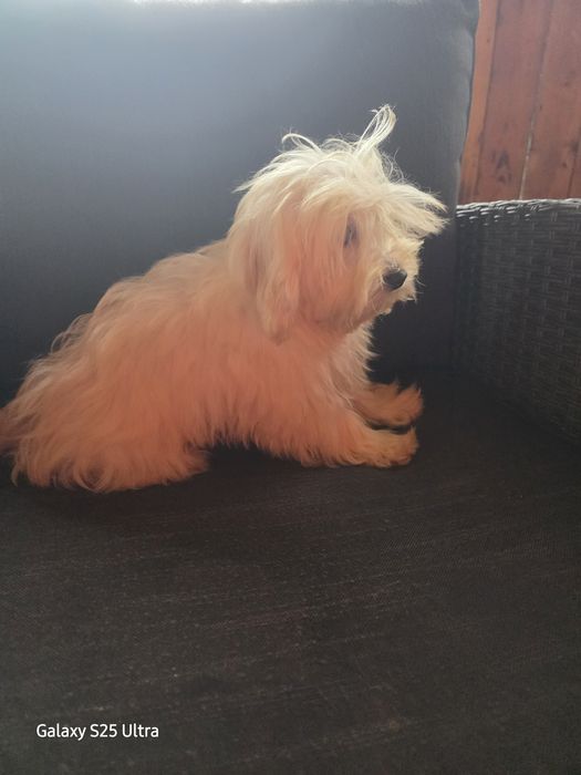 Момче и момиче малтипу