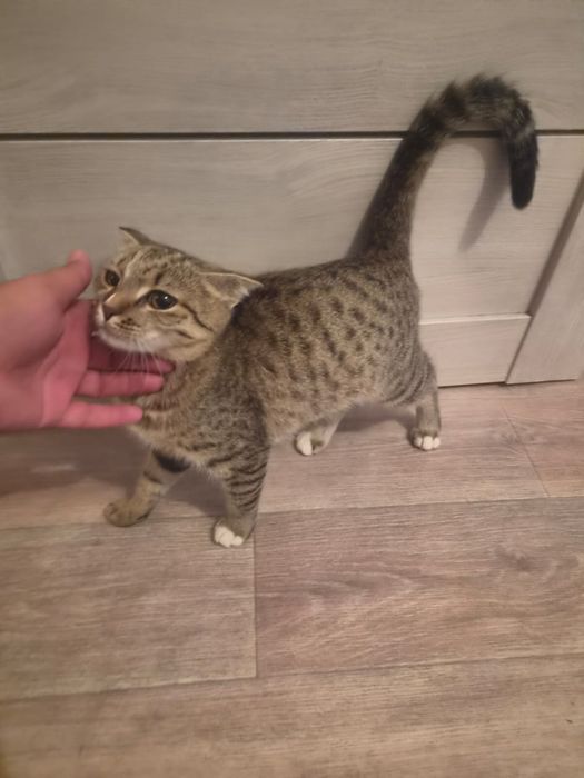 Продам котенка домашний