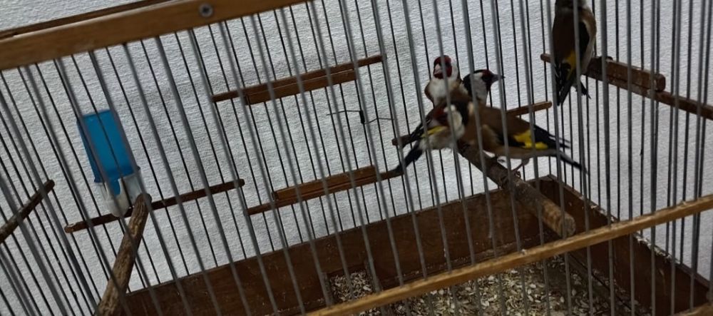 Щеглы чёрный пепельные